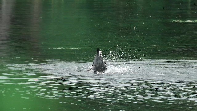 Sakarmeke - ML646339169