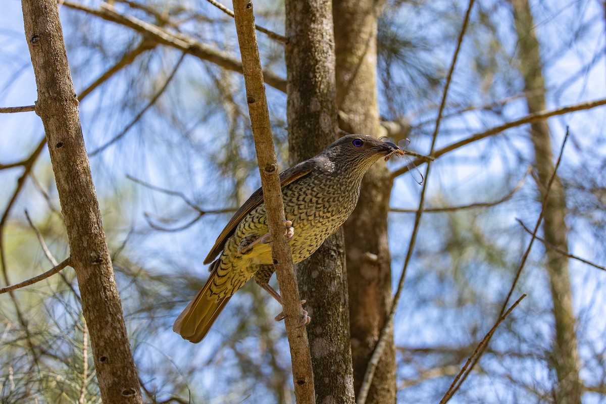 Seidenlaubenvogel - ML646339171