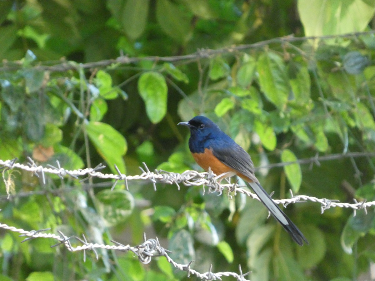 White-rumped Shama - ML646339172