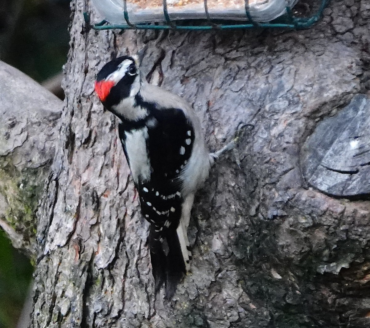 Downy Woodpecker - ML646339174