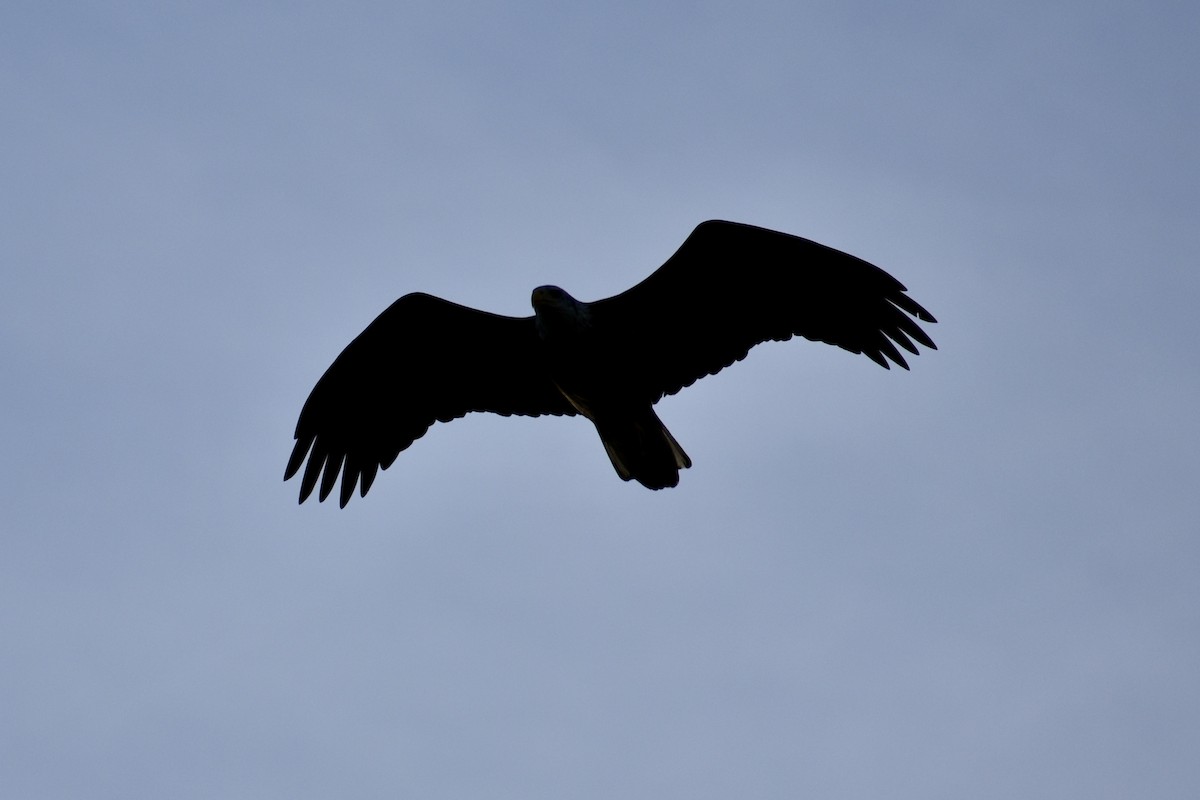 Bald Eagle - ML646339175