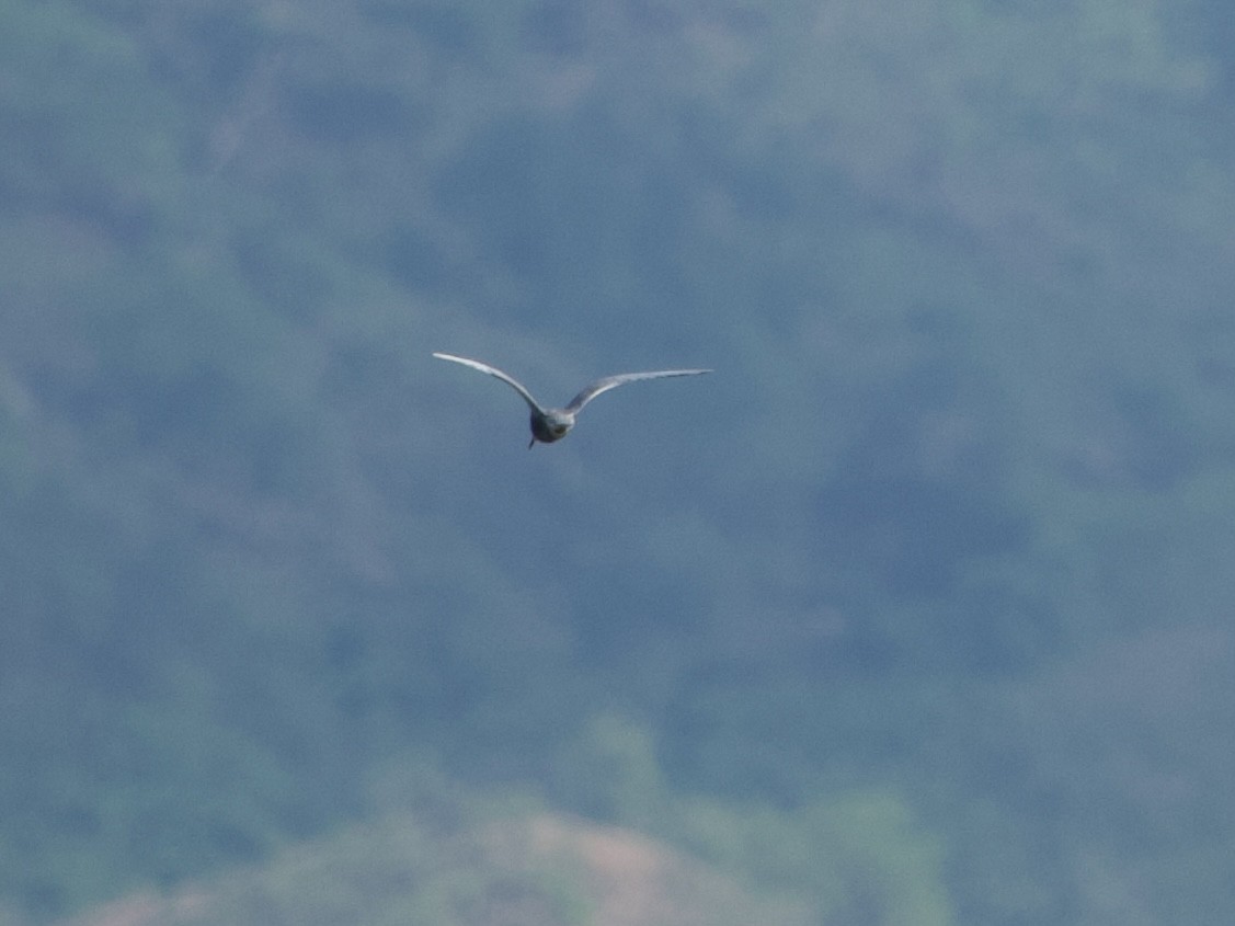 黑腹燕鷗 - ML646339176