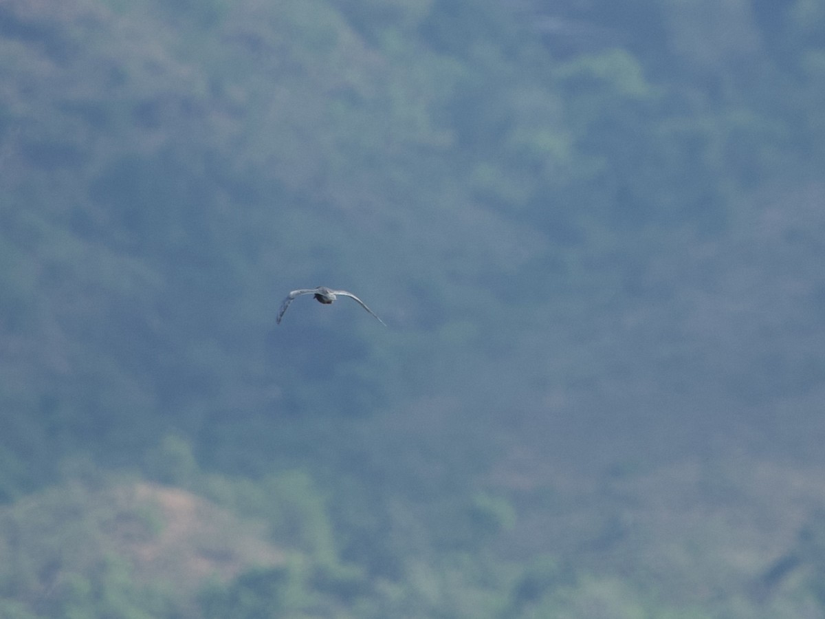 黑腹燕鷗 - ML646339177