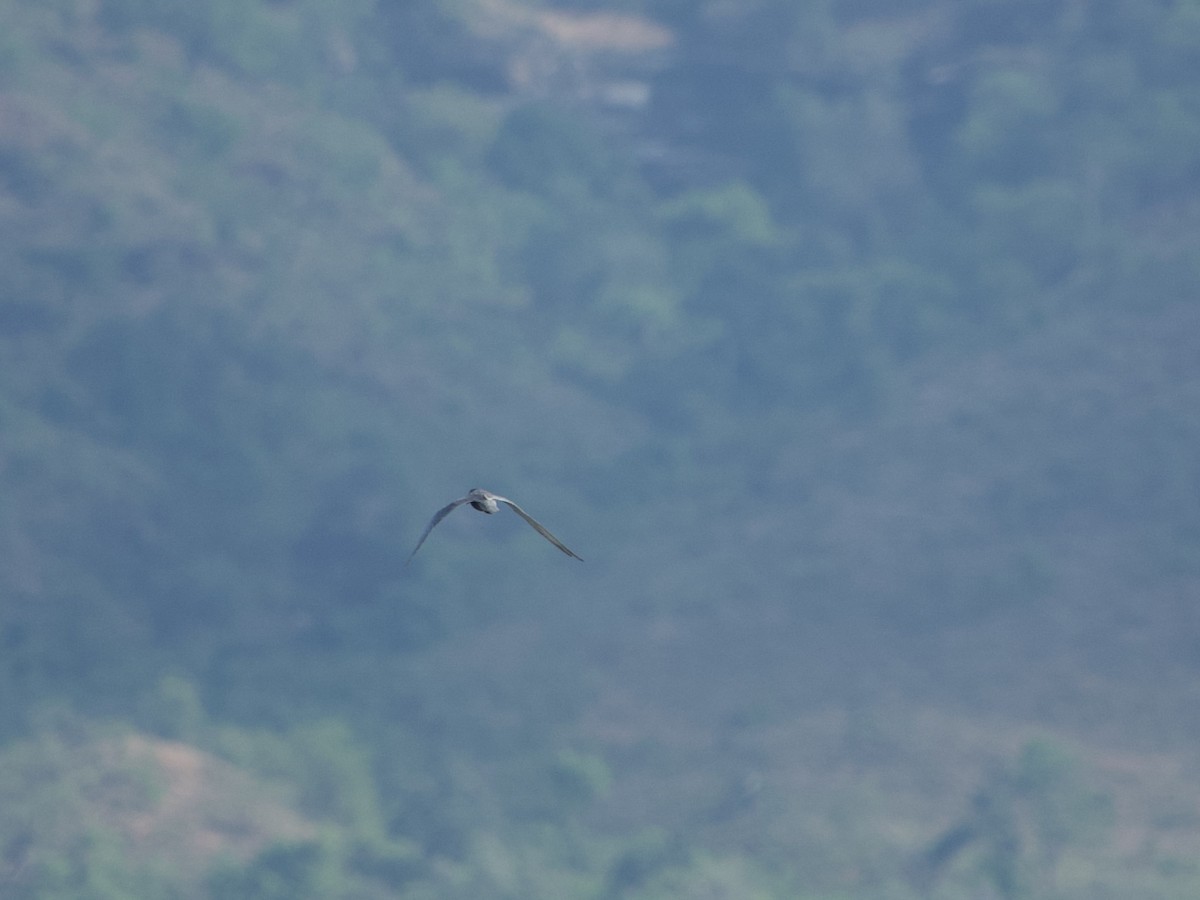 黑腹燕鷗 - ML646339178