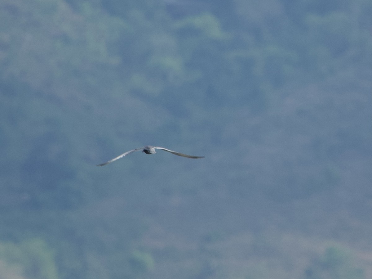 黑腹燕鷗 - ML646339179