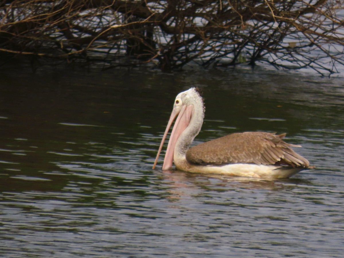 Hint Pelikanı - ML646339180