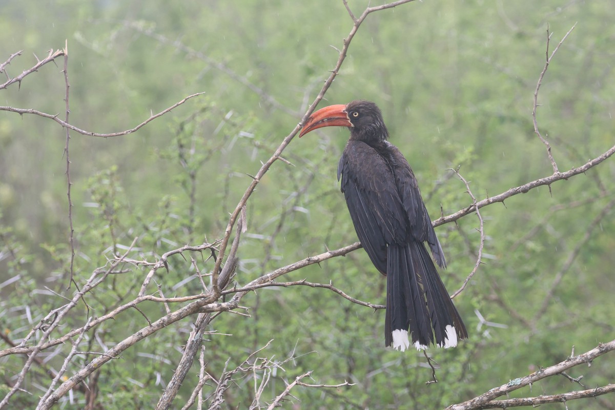 Crowned Hornbill - ML646339183