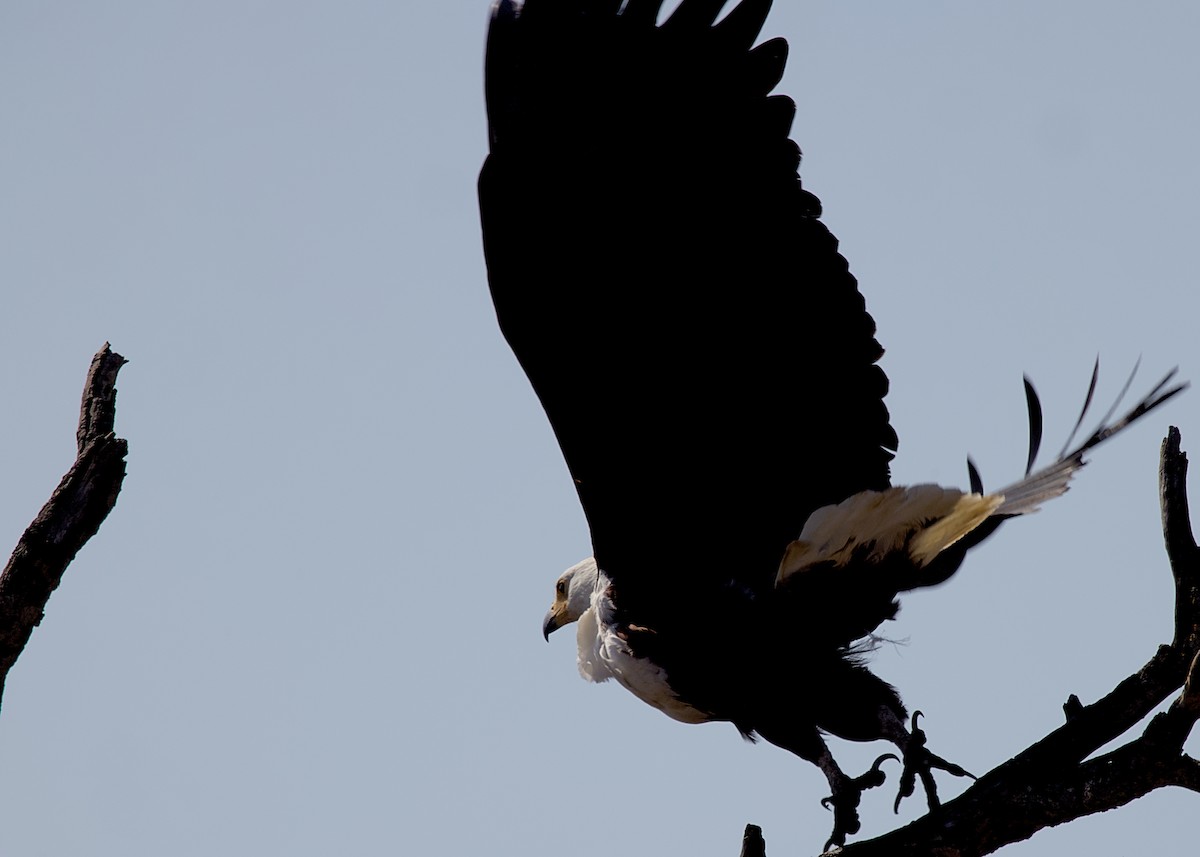 African Fish-Eagle - ML646339186