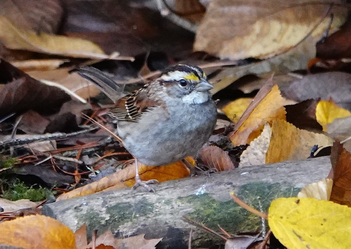 White-throated Sparrow - ML646339187