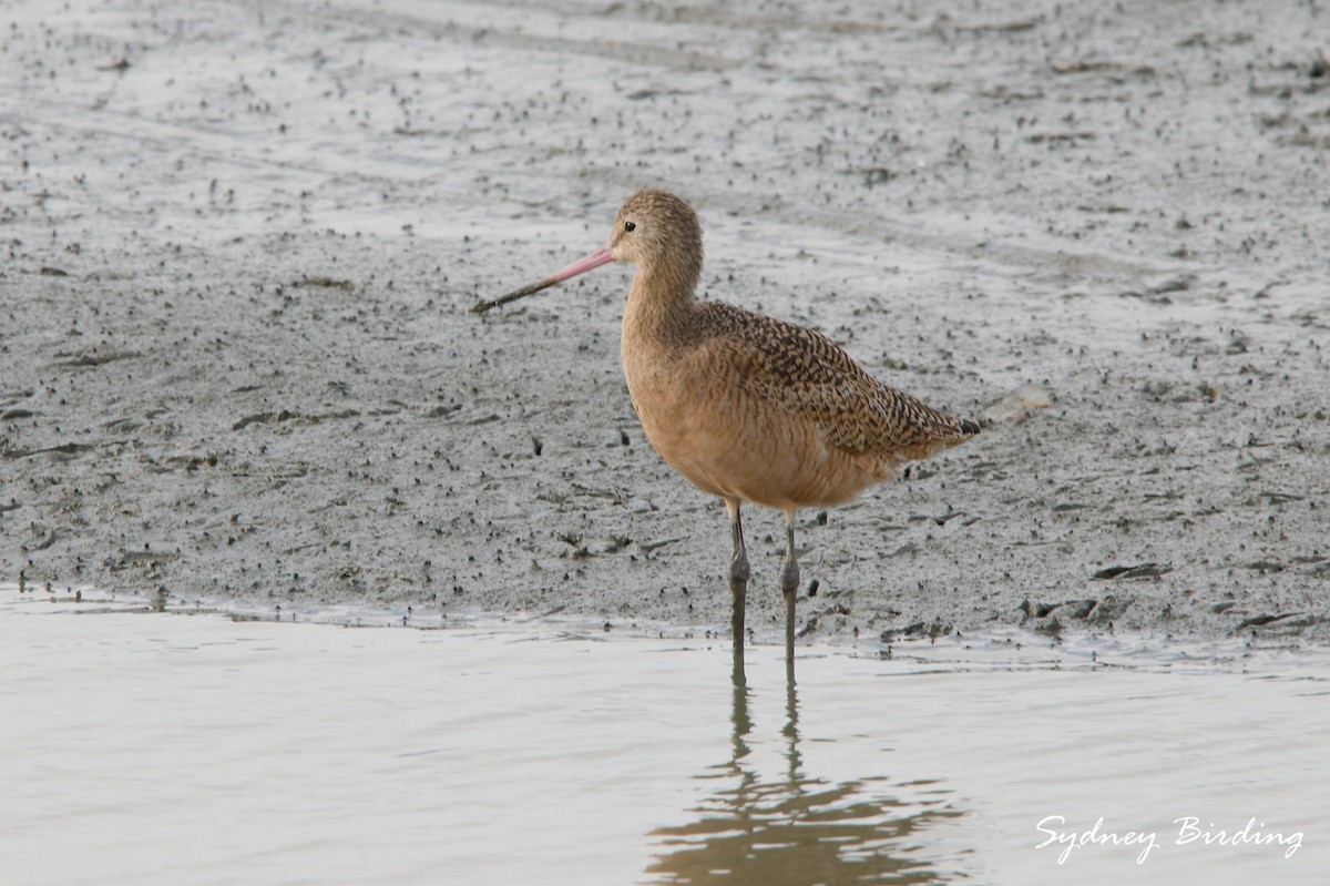 Marbled Godwit - ML646339188