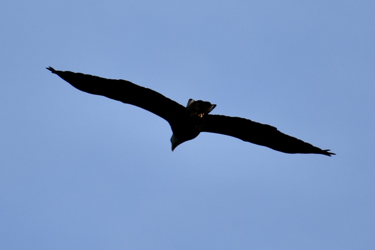 Bald Eagle - ML646339192