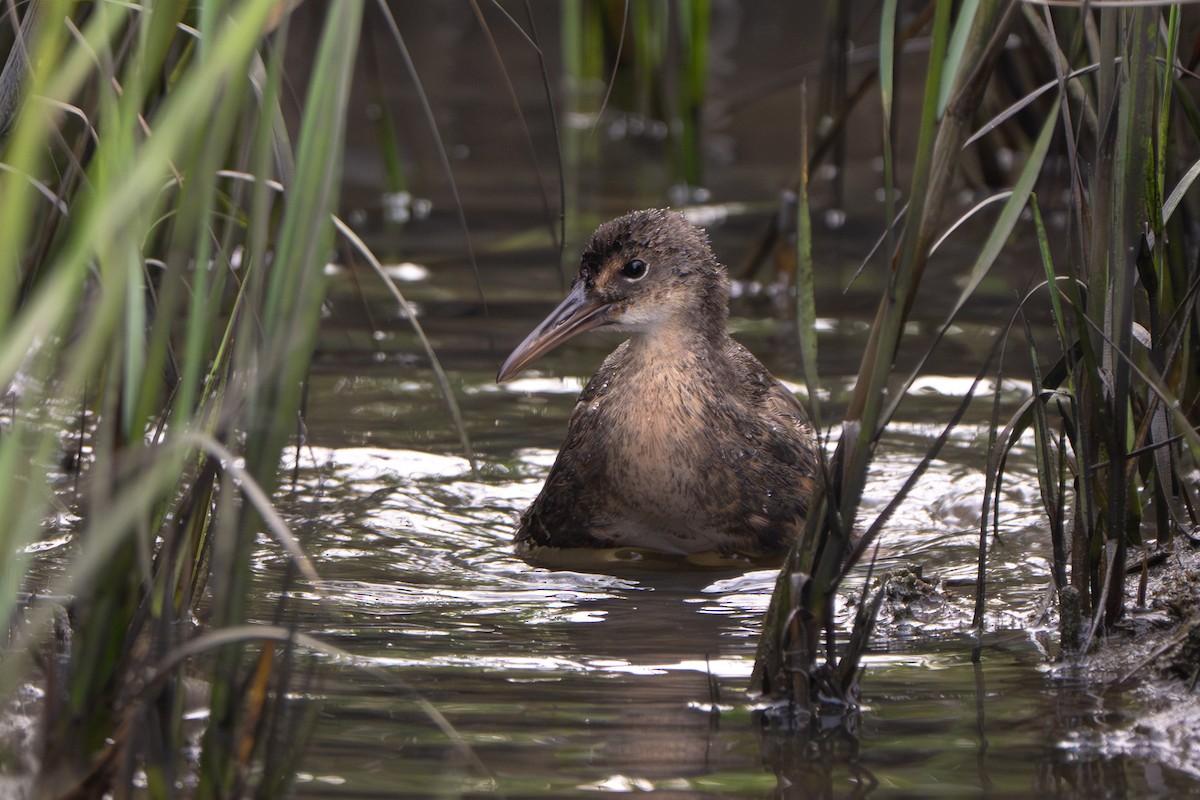 Clapper Rail - ML646339196
