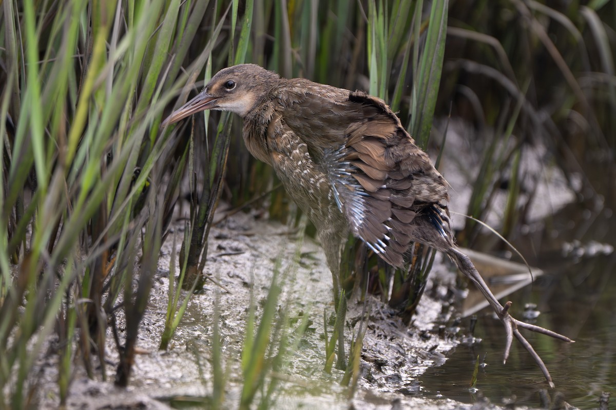 Clapper Rail - ML646339197