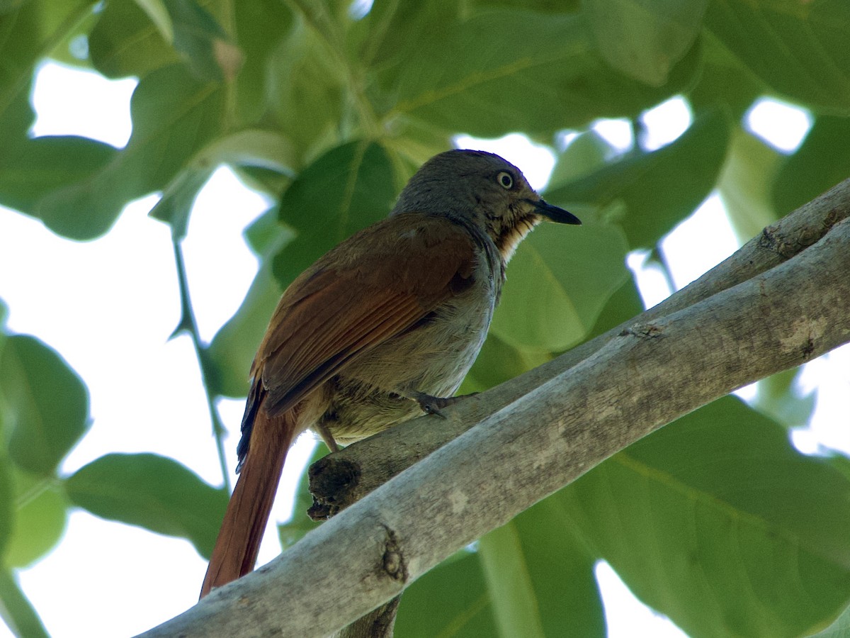 Collared Palm-Thrush - ML646339198