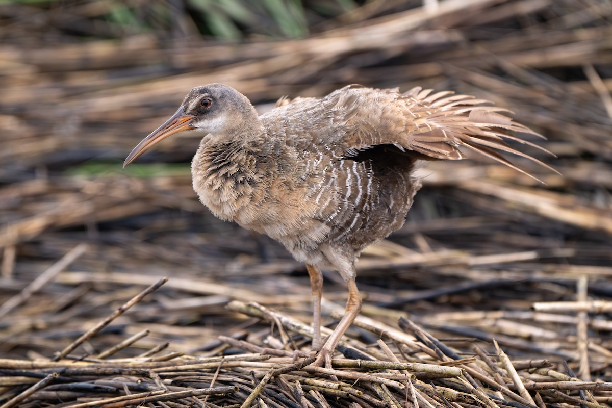 Clapper Rail - ML646339200