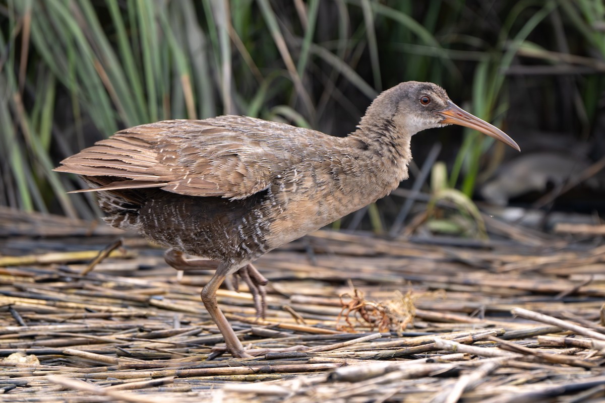 Clapper Rail - ML646339201
