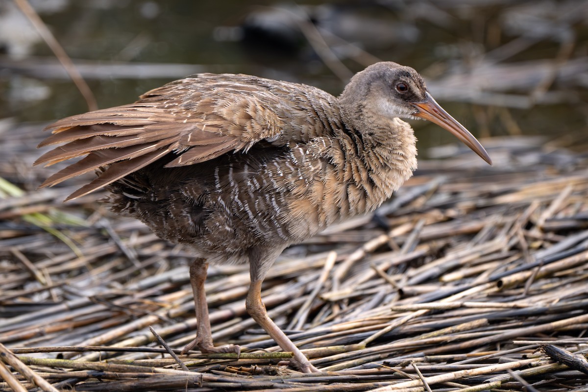 Clapper Rail - ML646339202