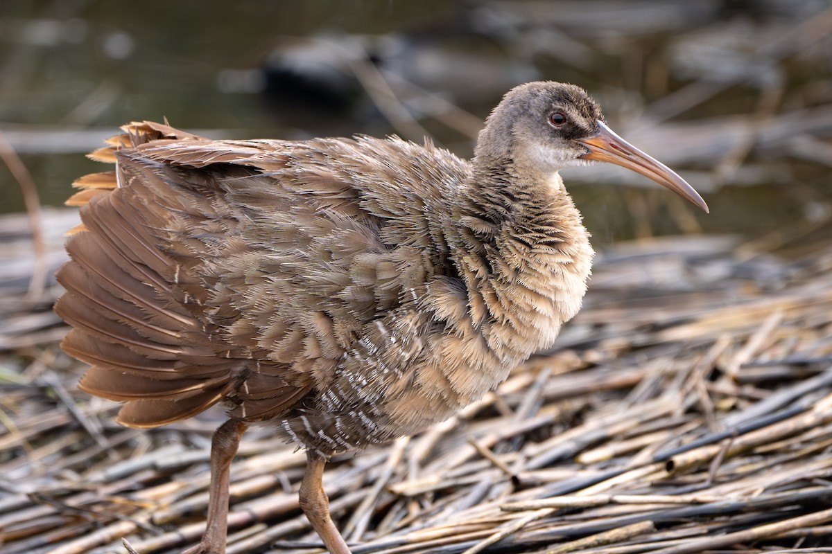 Clapper Rail - ML646339203