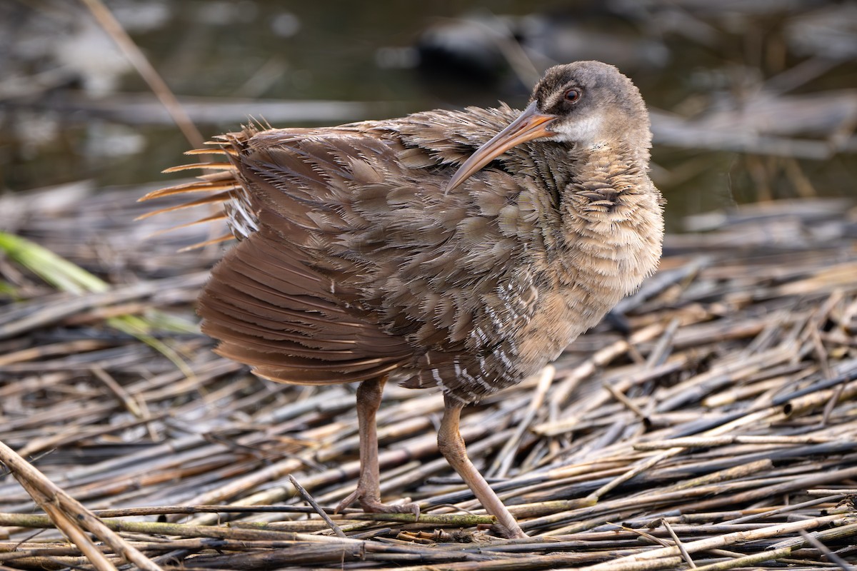 Clapper Rail - ML646339204