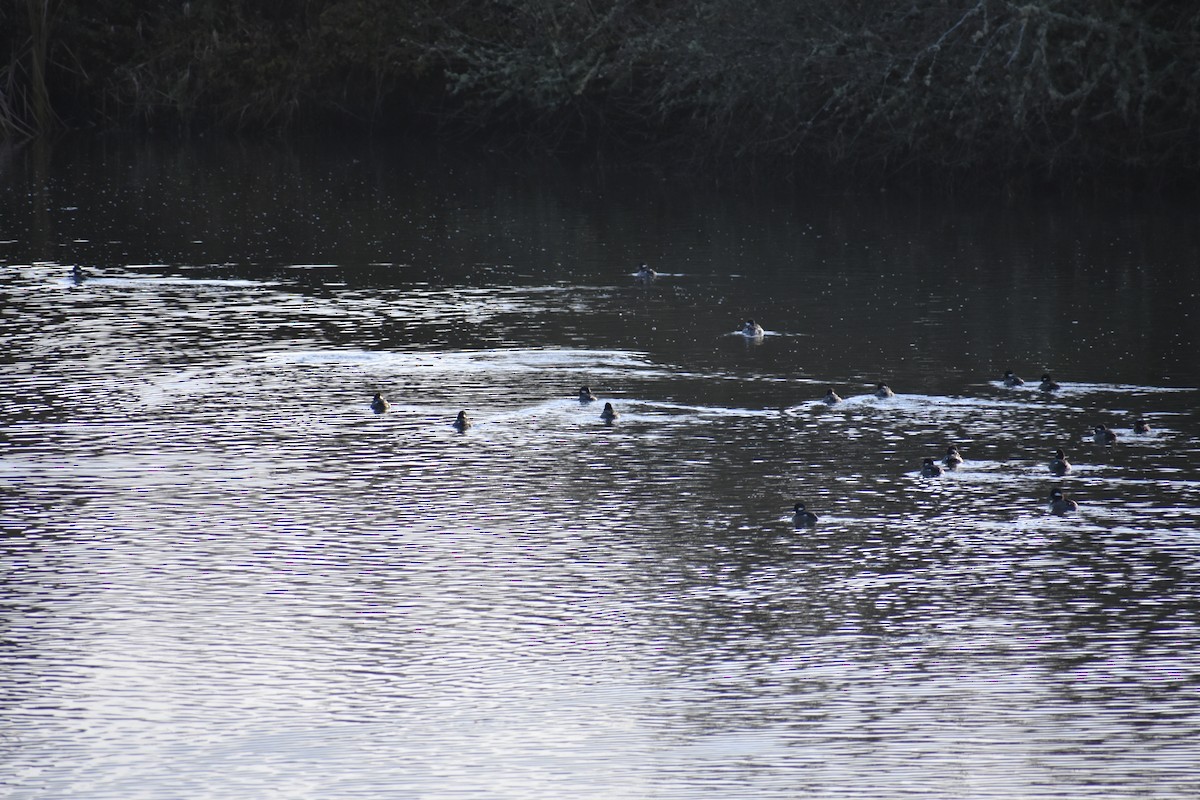 Bufflehead - ML646339206