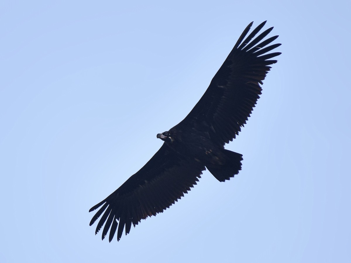 Buitre Negro - ML646339208