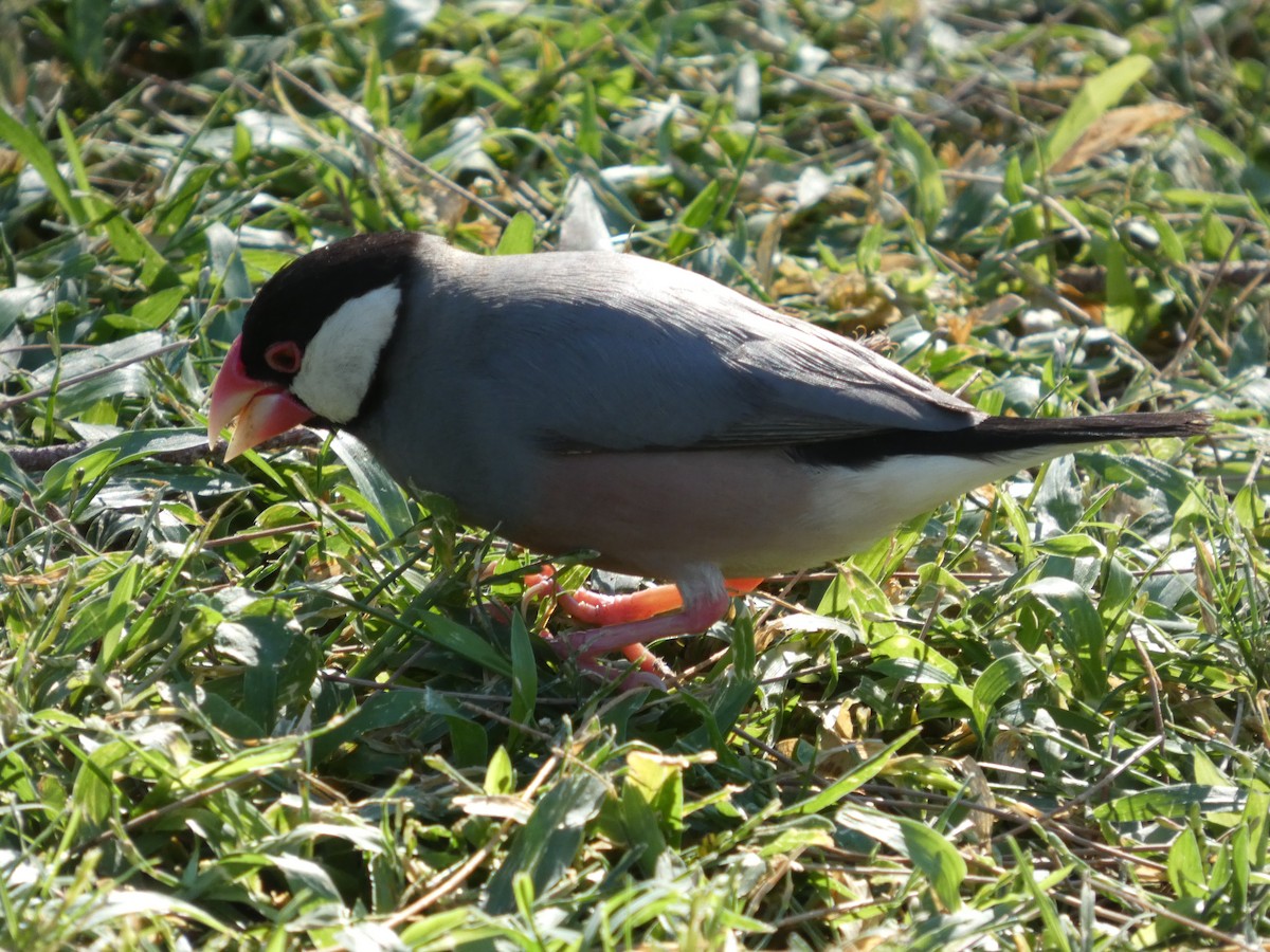 Java Sparrow - ML646339209