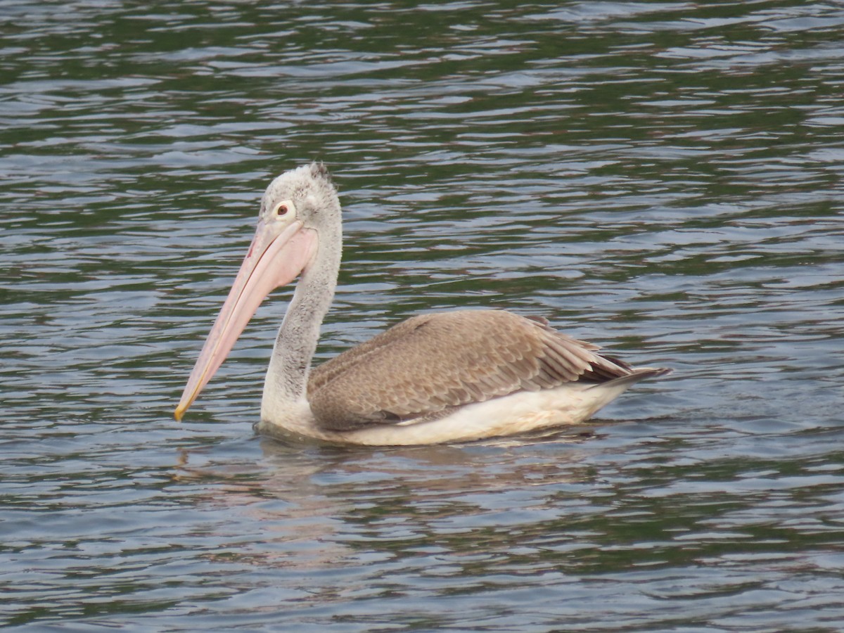 Hint Pelikanı - ML646339210