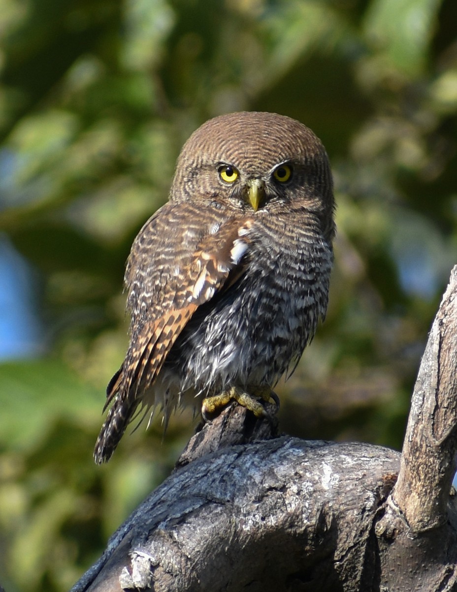 Jungle Owlet - ML646339211