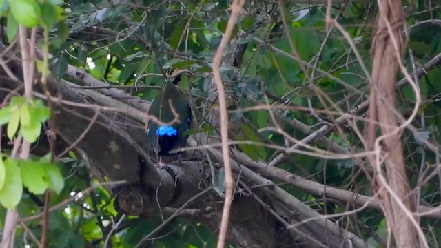 Afrika Pittası - ML646339218