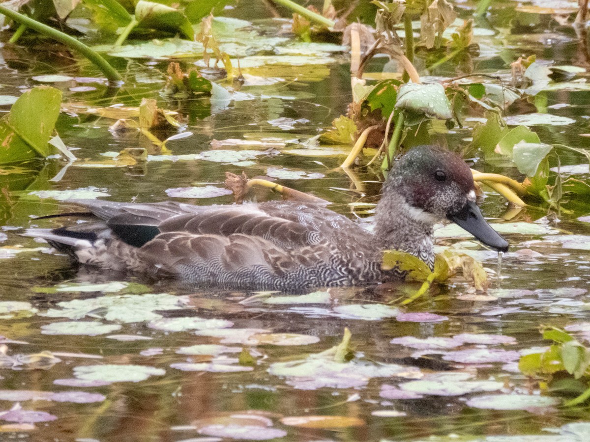 sibirand - ML646339219