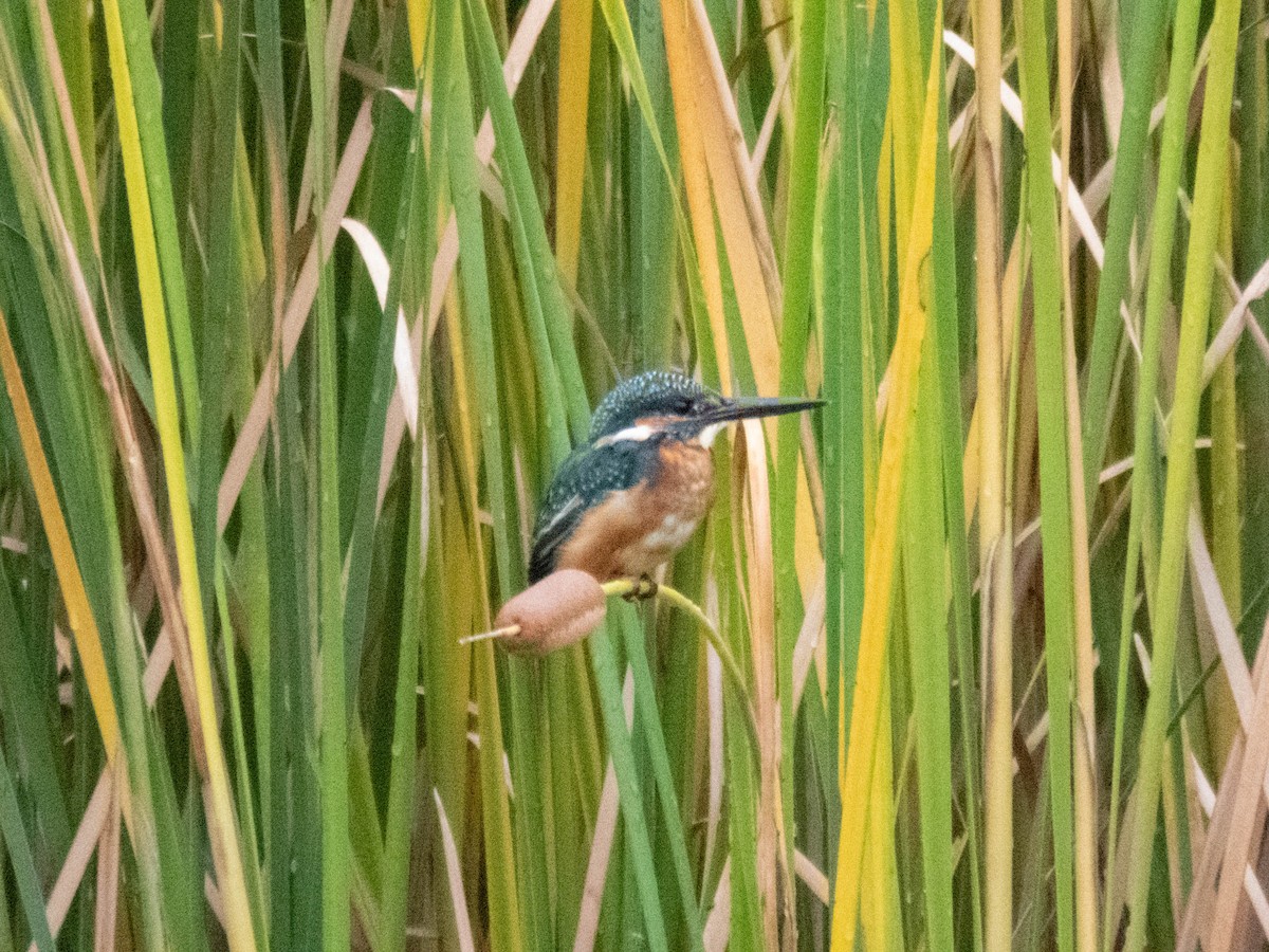 isfugl (atthis gr.) - ML646339221