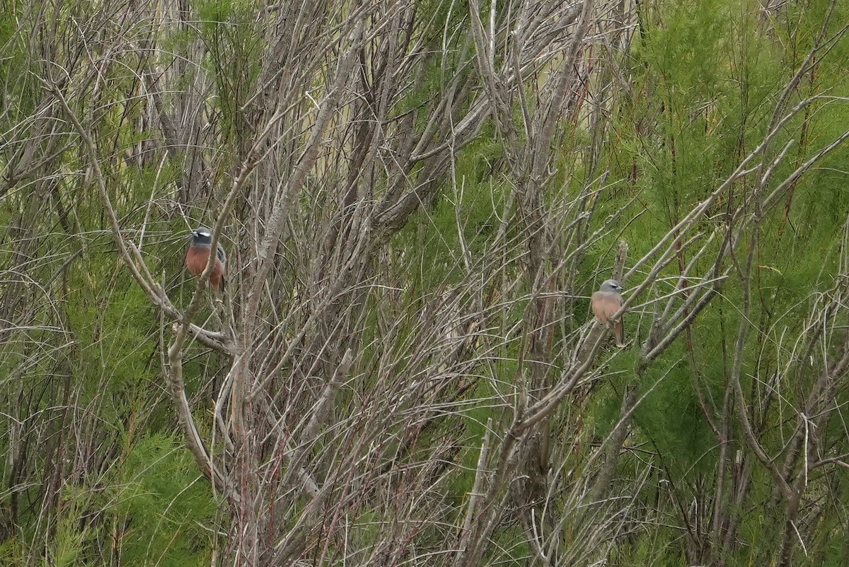 White-browed Woodswallow - ML646339222
