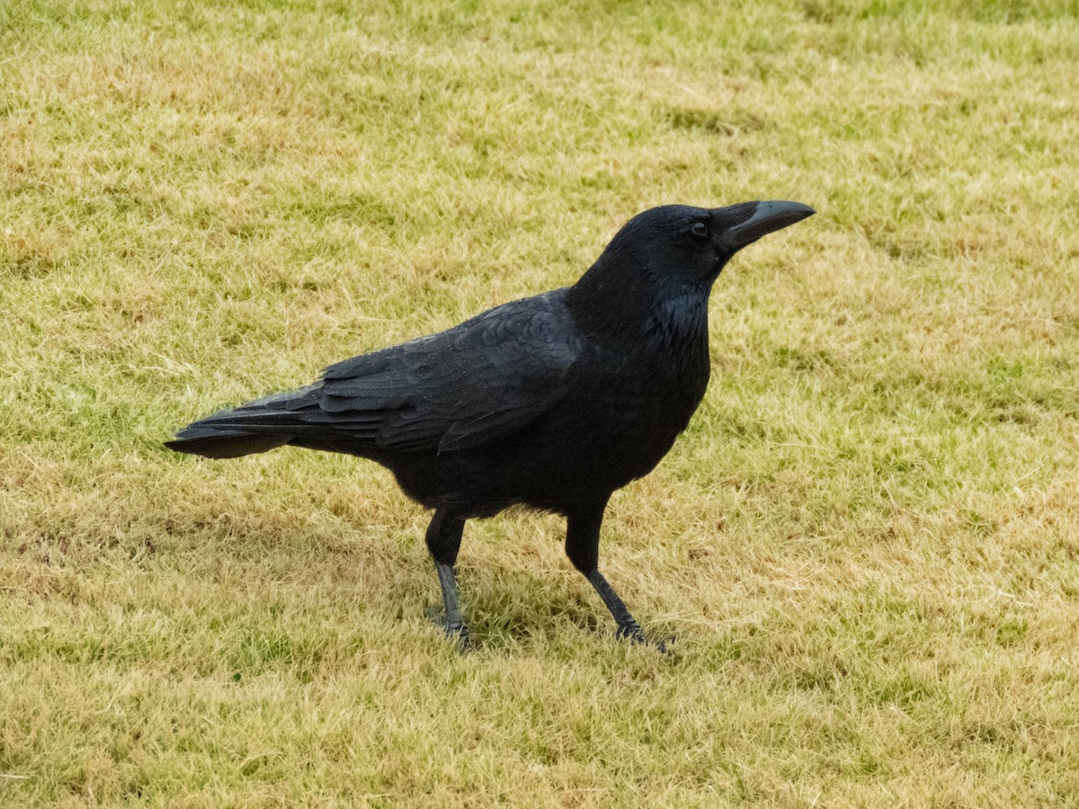 svartkråke - ML646339223
