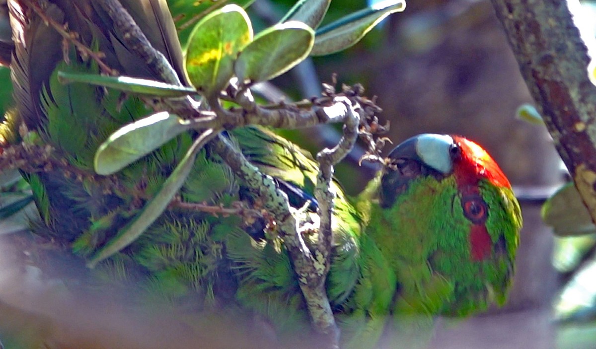 Red-crowned Parakeet - ML646339224