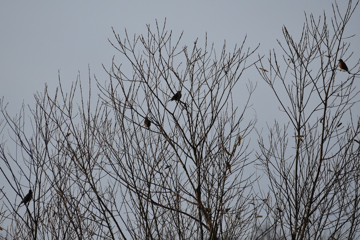 American Robin - ML646339225