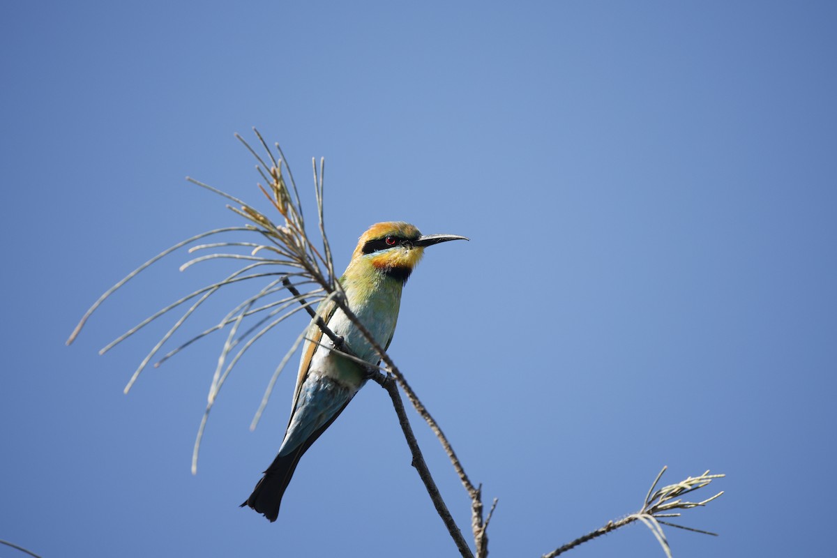 Rainbow Bee-eater - ML646339229