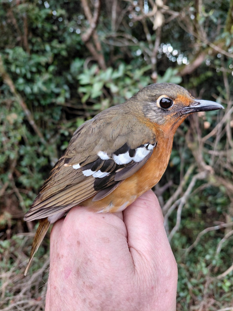 Orange Ground-Thrush - ML646339231
