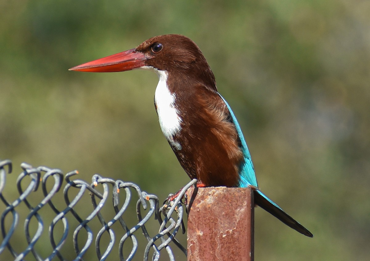 White-throated Kingfisher - ML646339232