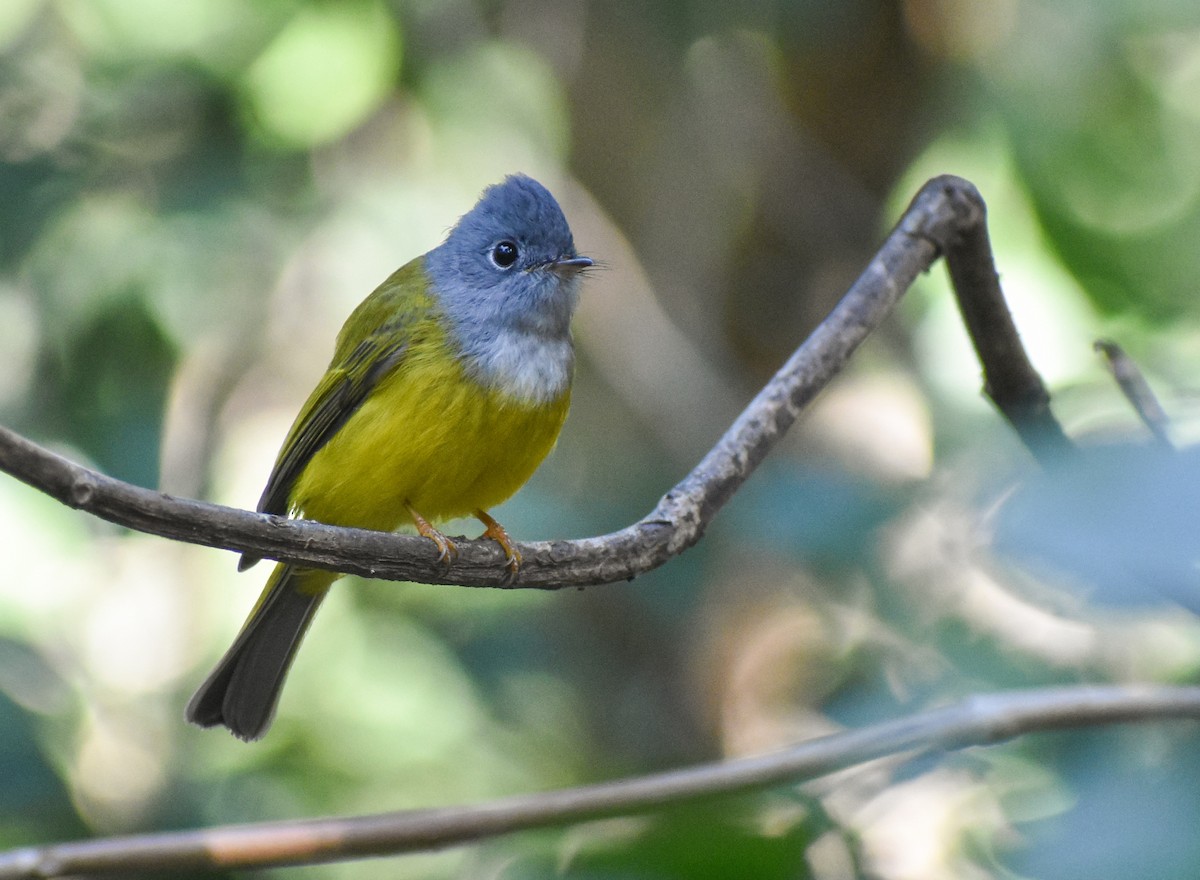 Gray-headed Canary-Flycatcher - ML646339233