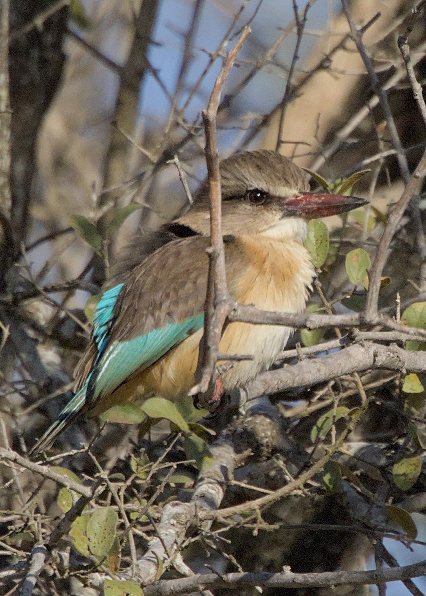 Brown-hooded Kingfisher - ML646339236
