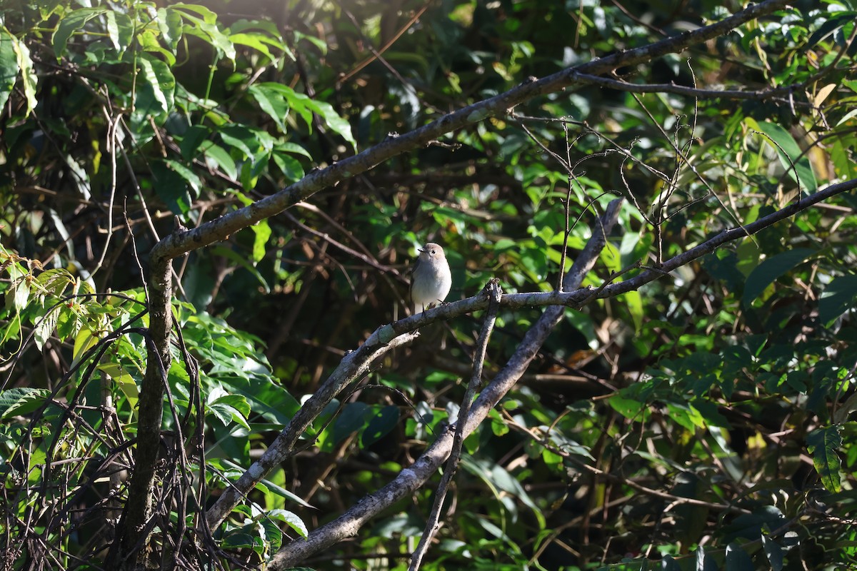 Taiga Flycatcher - ML646339237