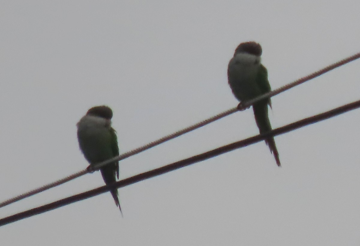 Gray-hooded Parakeet - ML646339238
