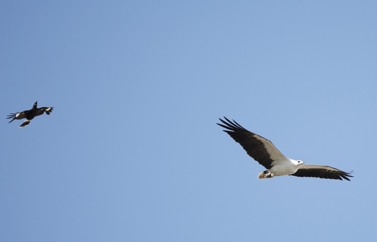 White-bellied Sea-Eagle - ML646339239