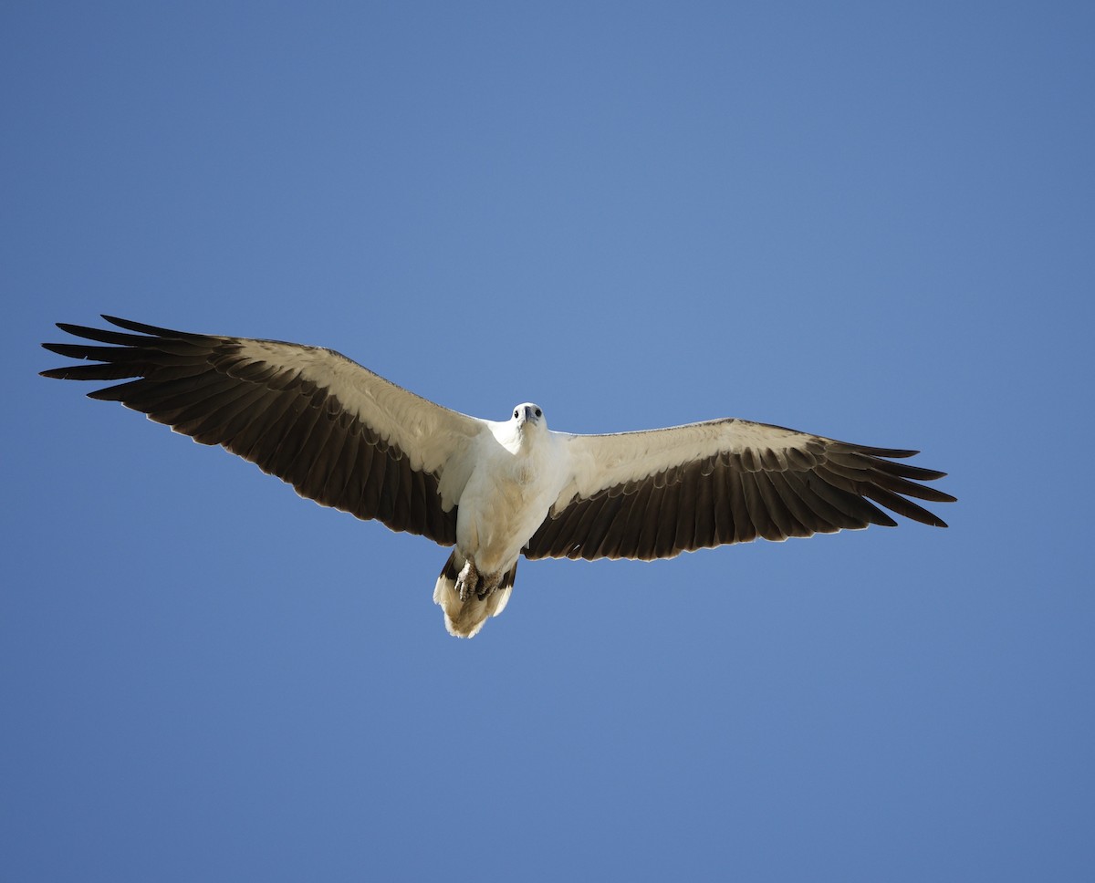 White-bellied Sea-Eagle - ML646339240