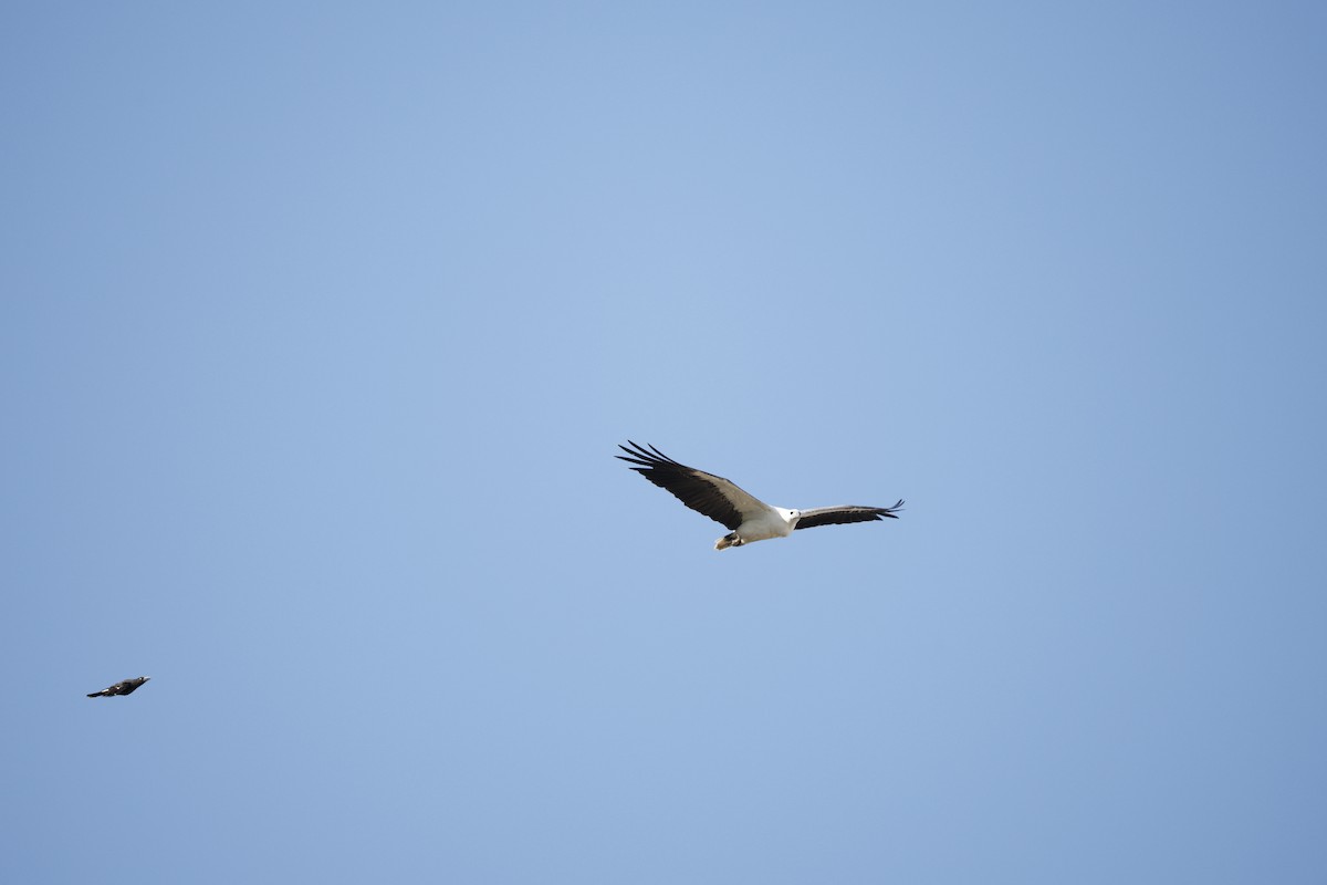 White-bellied Sea-Eagle - ML646339241