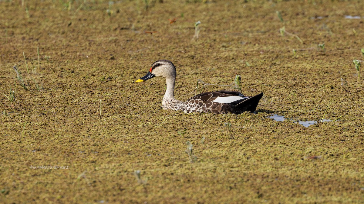 Indian Spot-billed Duck - ML646339242
