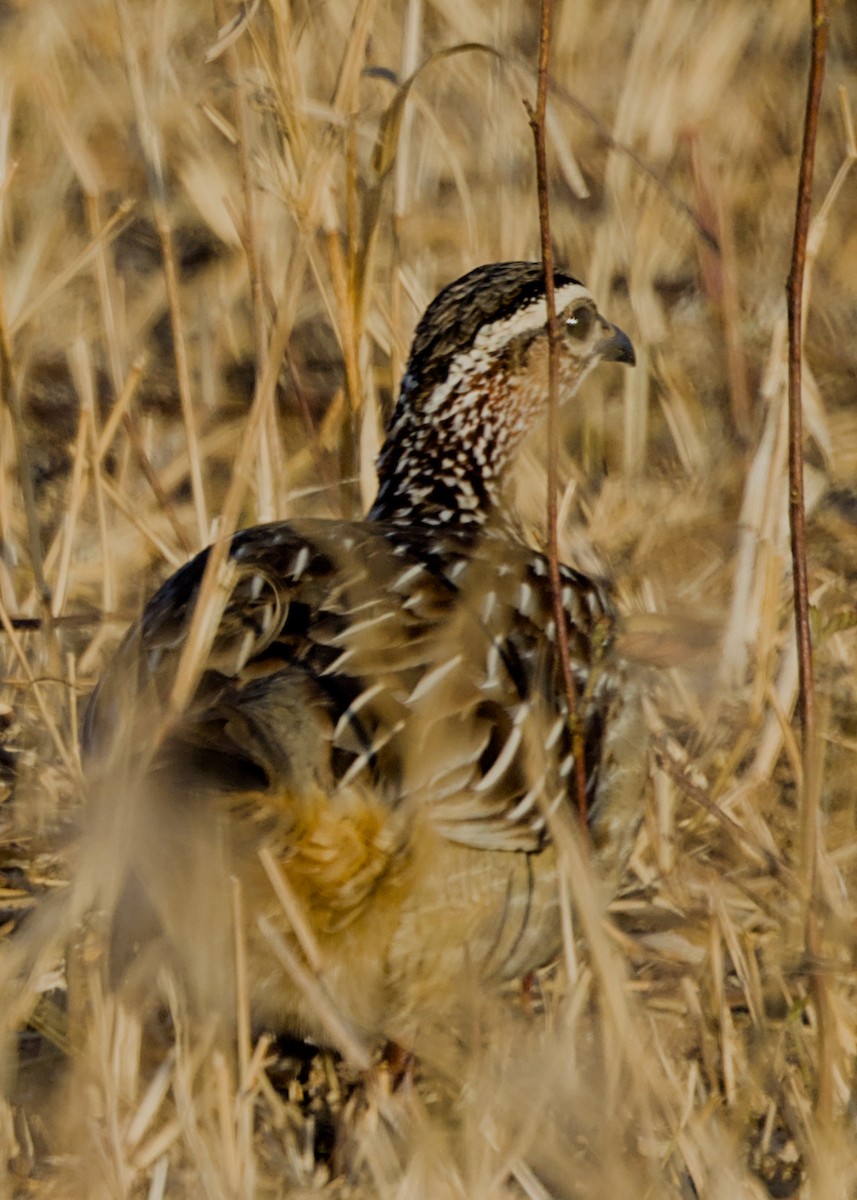 Crested Francolin (Crested) - ML646339243