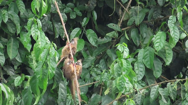 Speckled Mousebird - ML646339245