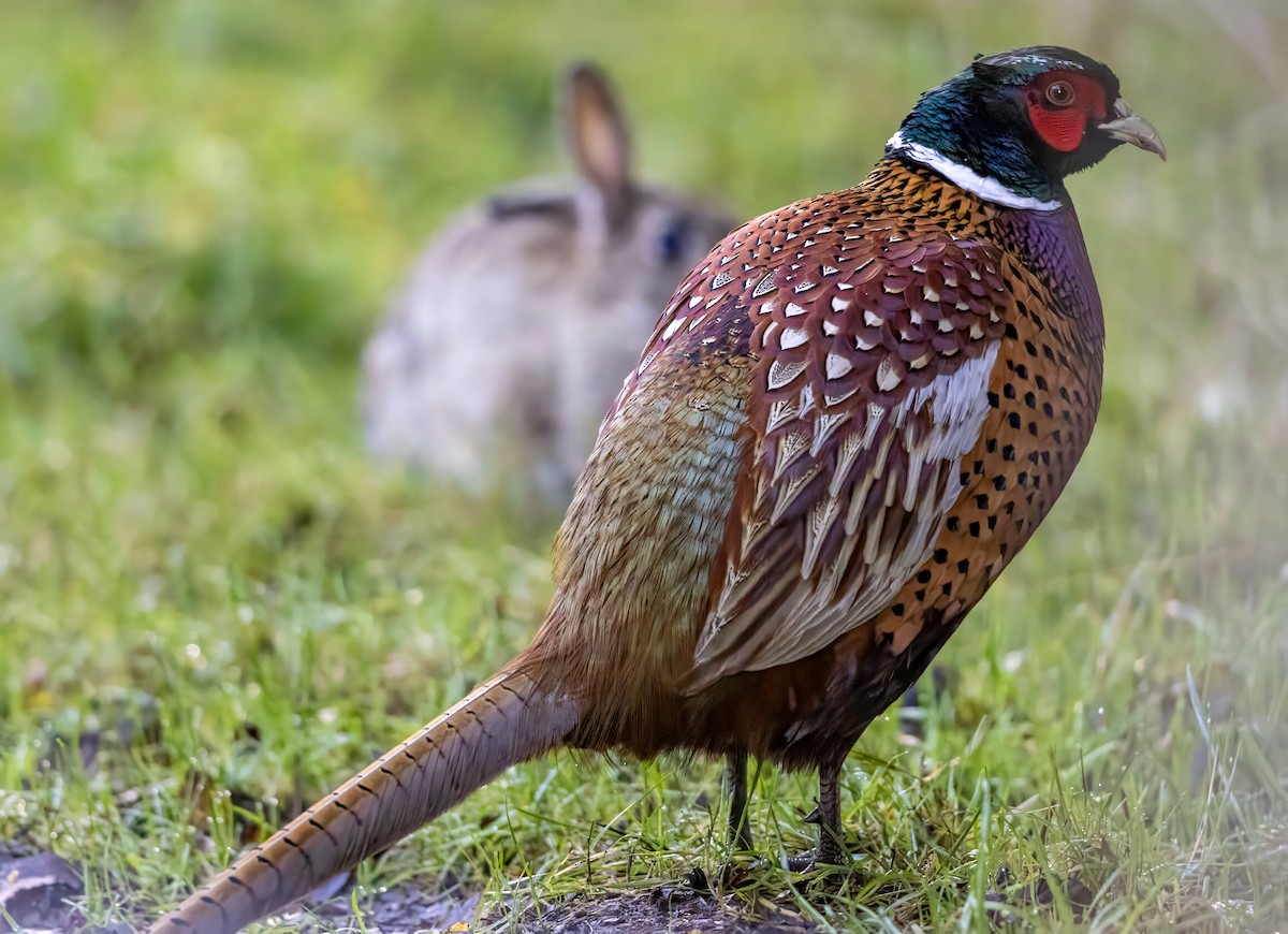 Ring-necked Pheasant - ML646339246