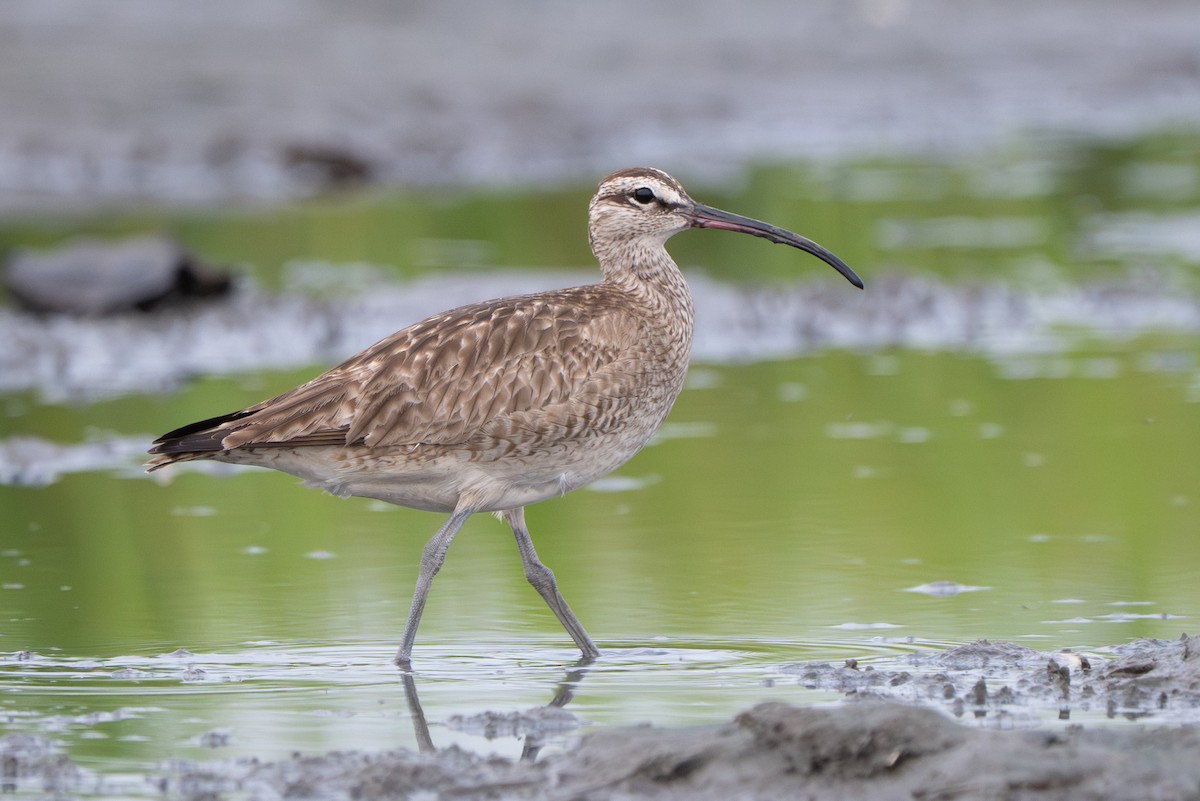 Hudsonian Whimbrel - ML646339247